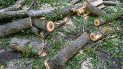 Бывшего директора заповедника в КЧР будут судить по делу о незаконной вырубке леса